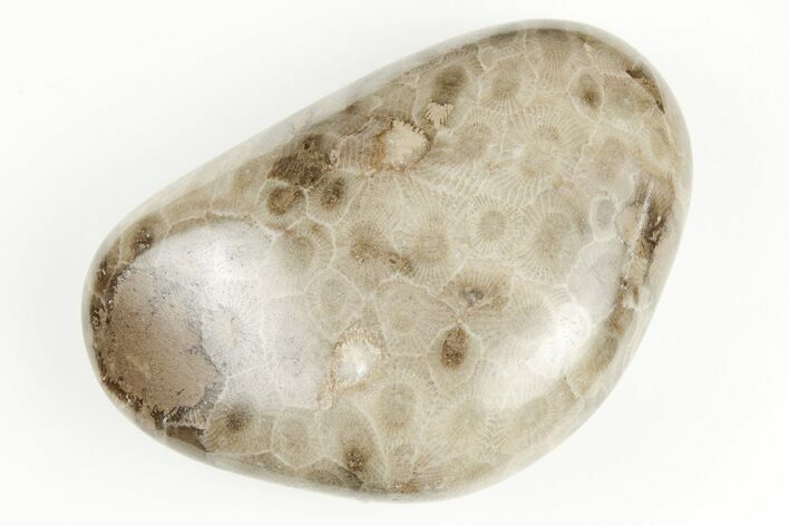 Polished Petoskey Stone (Fossil Coral) - Michigan #197450